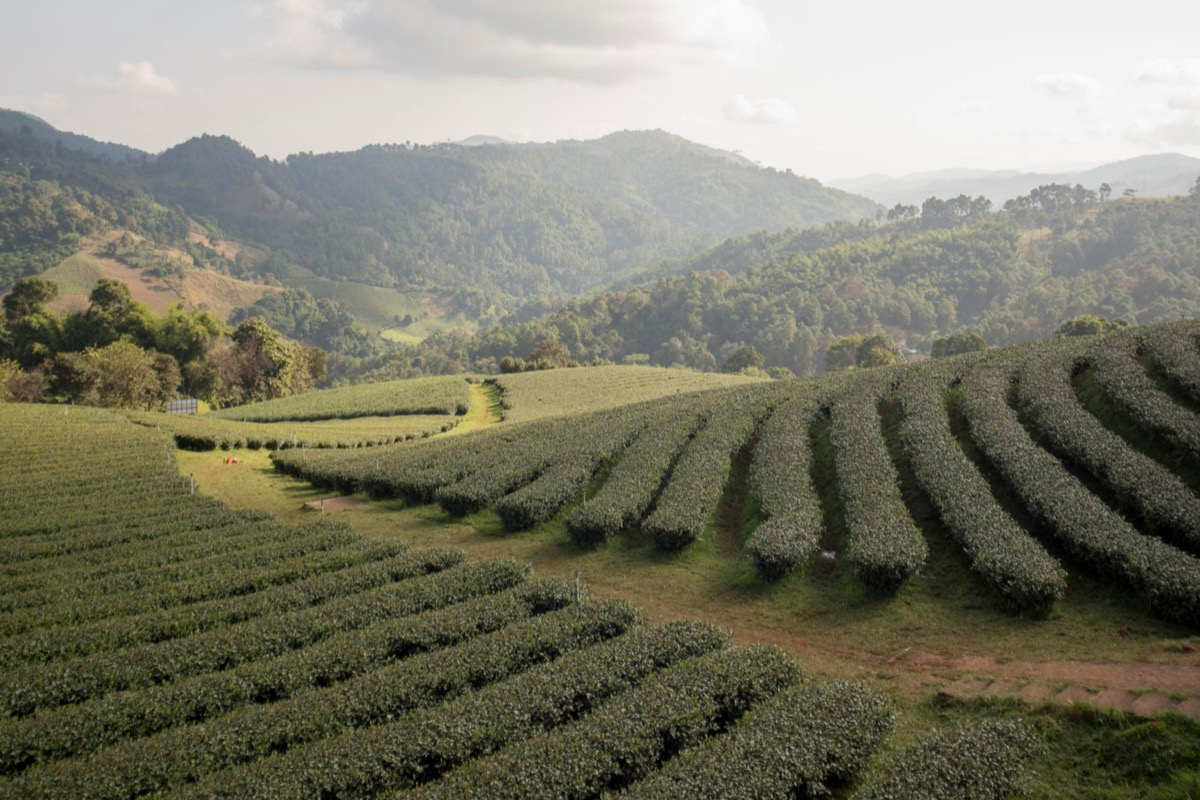 Coffee farm on a high-altitude mountain slope above the clouds