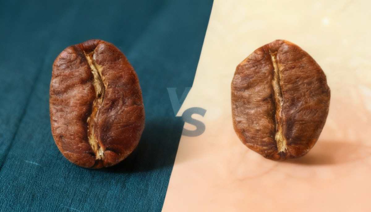 Raw unroasted Arabica and Robusta green coffee beans side by side