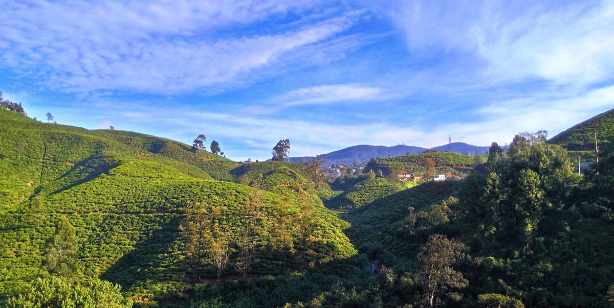 Catuaí Arabica—Mundo Novo × Caturra, balanced and versatile, common in Brazil