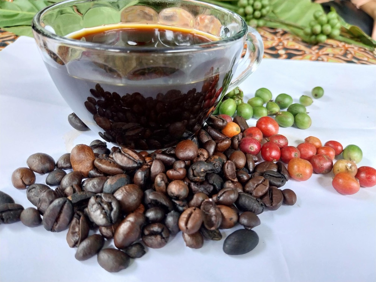 Caturra Arabica—Bourbon mutation with compact plants and high yield
