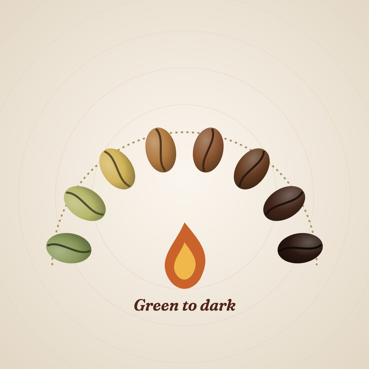 Coffee beans shown from green to dark roast with a flame underneath