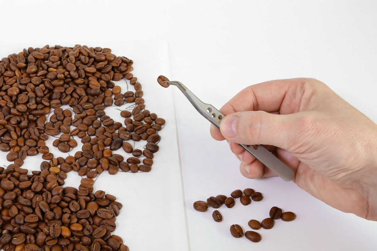 Hand sorting green coffee to remove black and sour beans