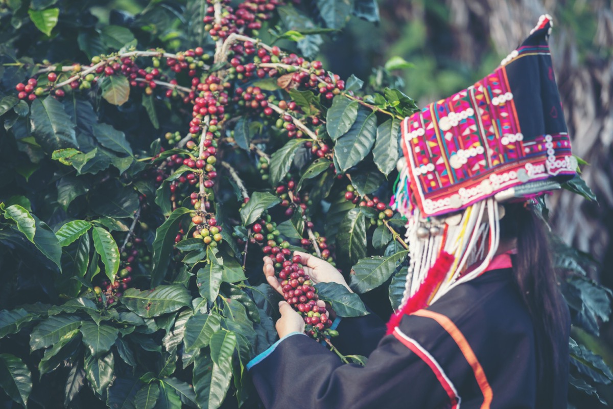 Ethiopian coffee cherries and green beans from the highlands