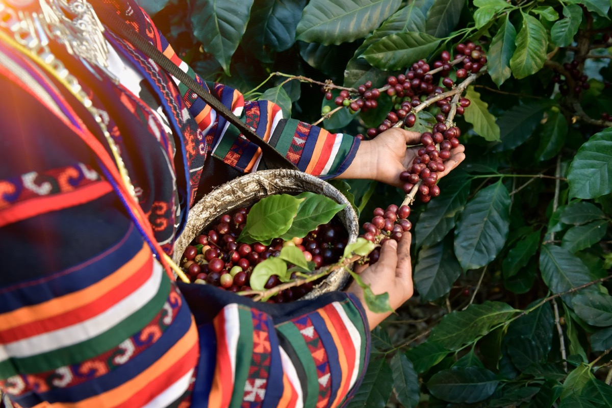Coffee harvesting methods—selective hand-picking, strip picking, mechanical harvesting