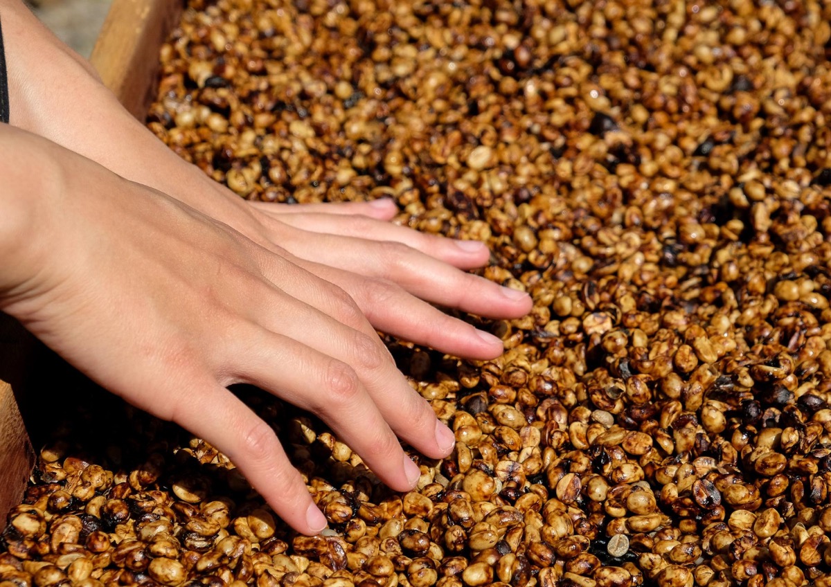 Honey process coffee: mucilage left on parchment during drying