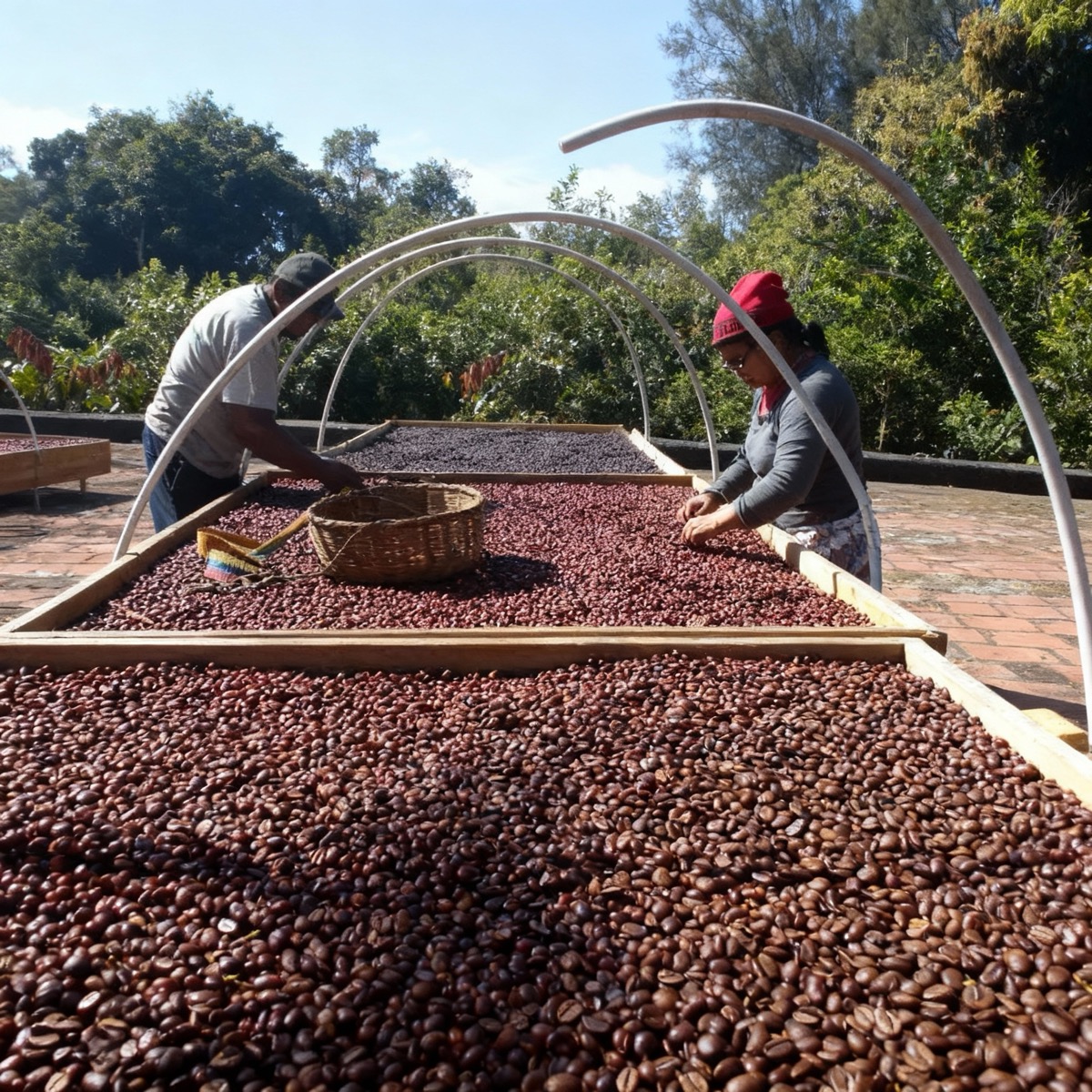 Natural coffee processing—sun-drying whole cherries on raised beds