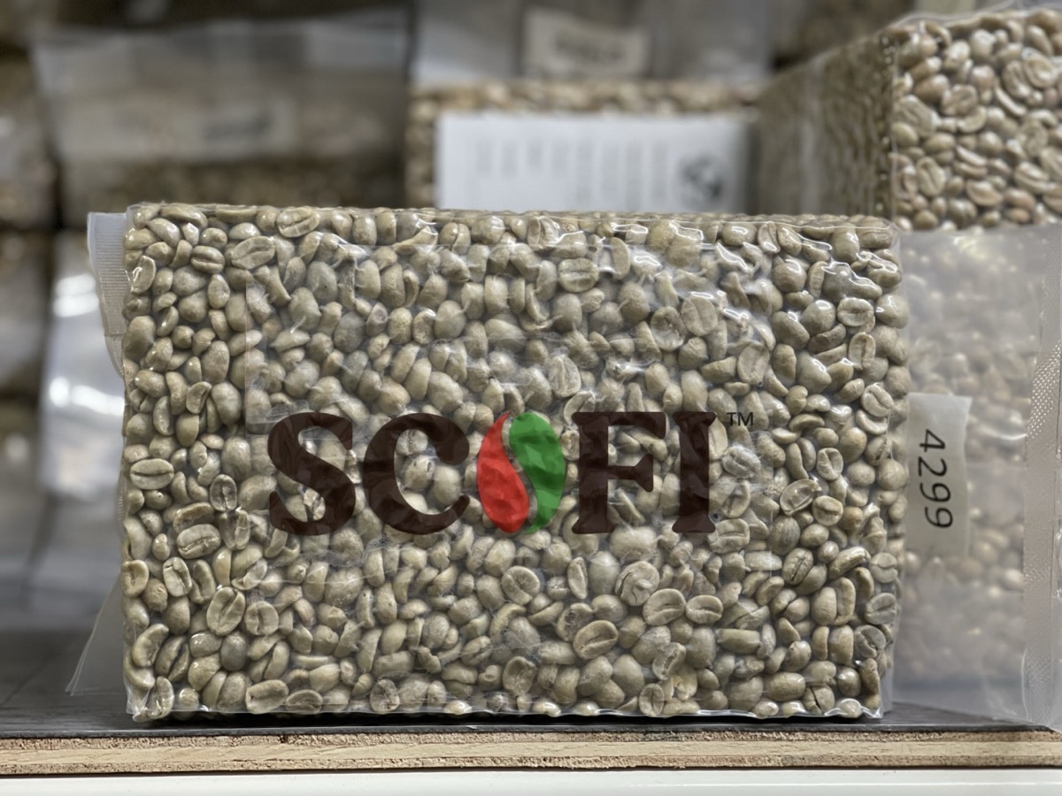 Scofi Malaysia green coffee packaging — jute, GrainPro and vacuum options