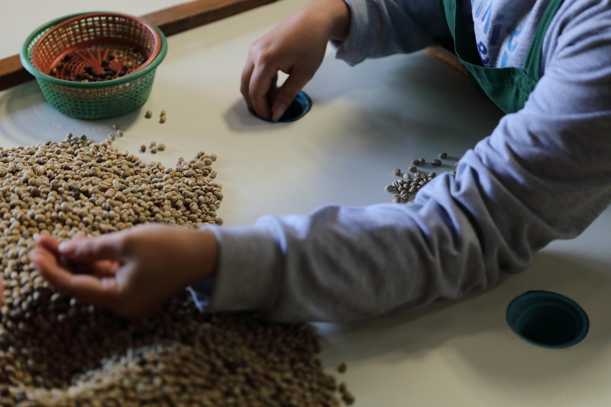 Quality control: sampling, cupping, and moisture testing for green coffee at Scofi Malaysia