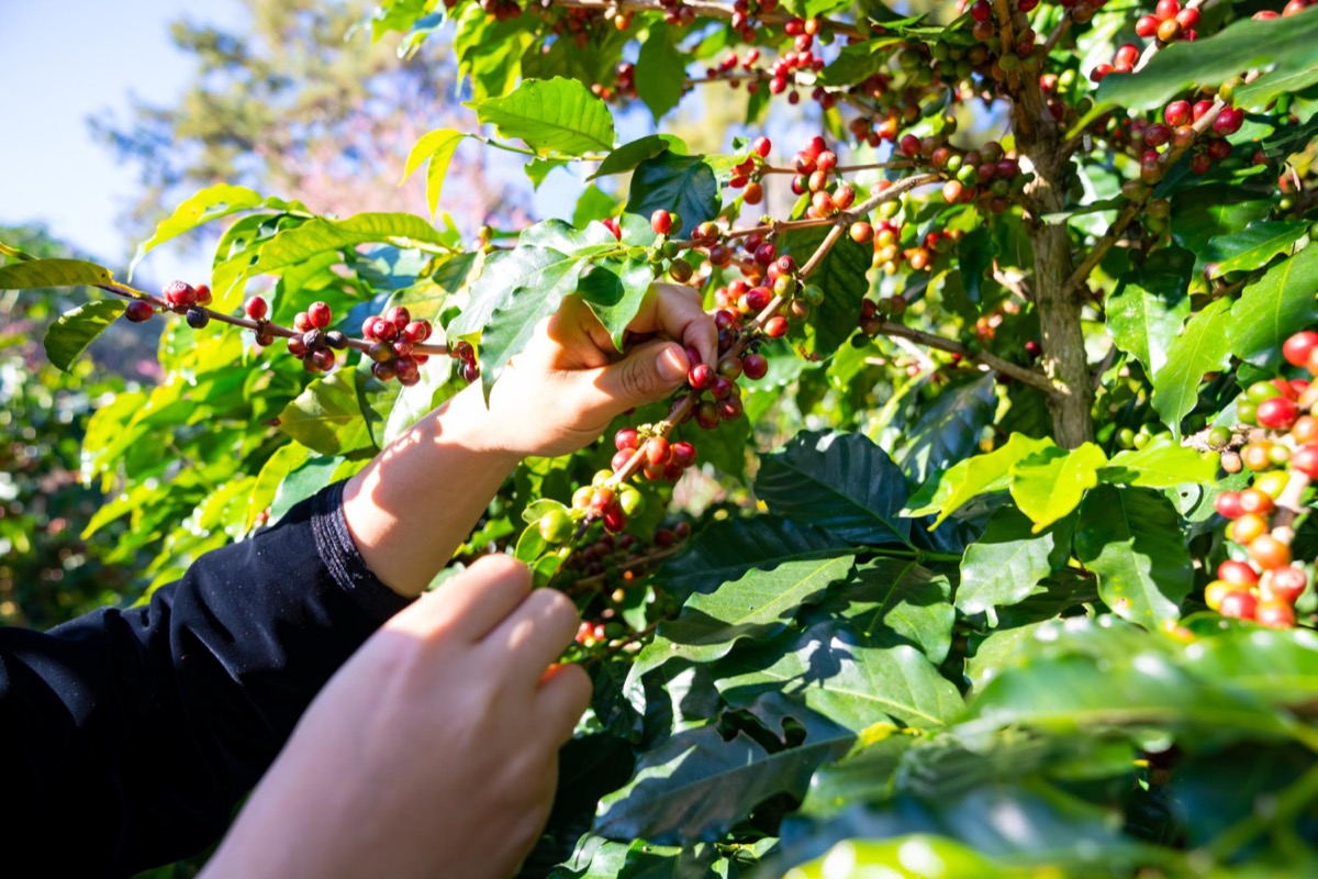 Coffee plants growing under a canopy of shade trees