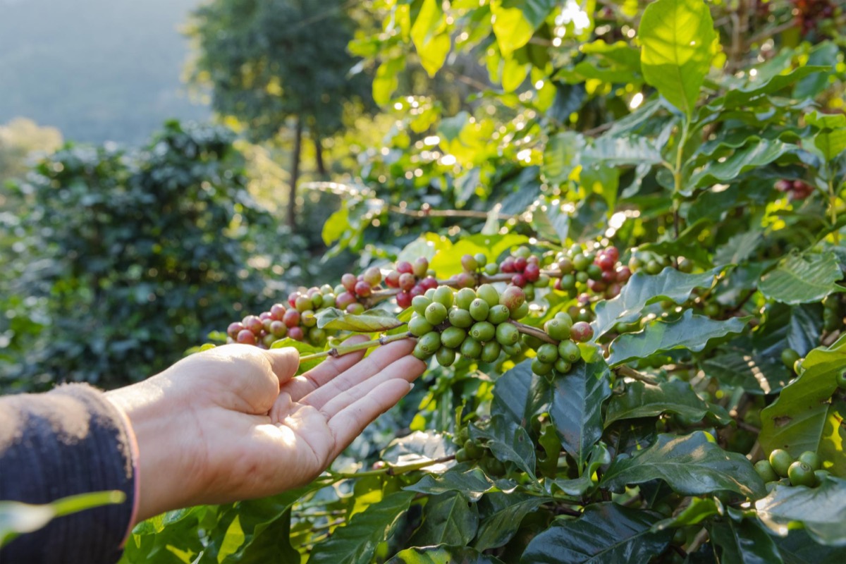 Rich dark volcanic soil around young coffee plants