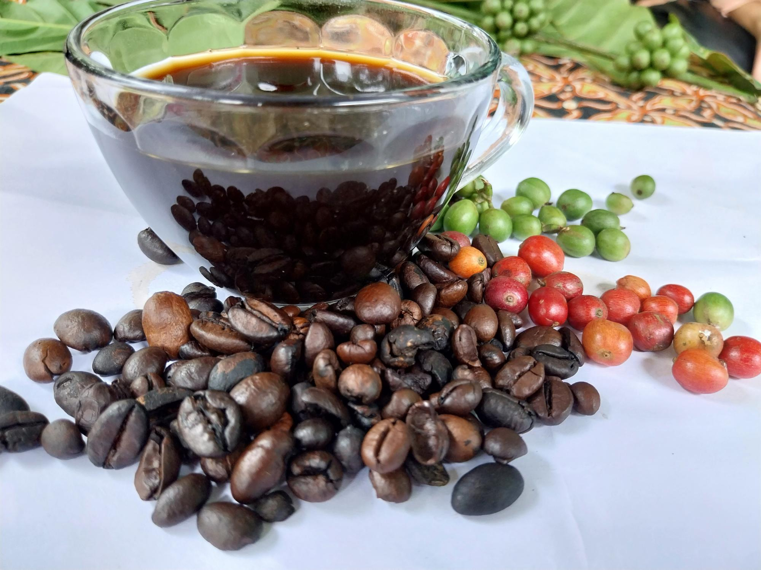 Caturra Arabica—Bourbon mutation with compact plants and high yield