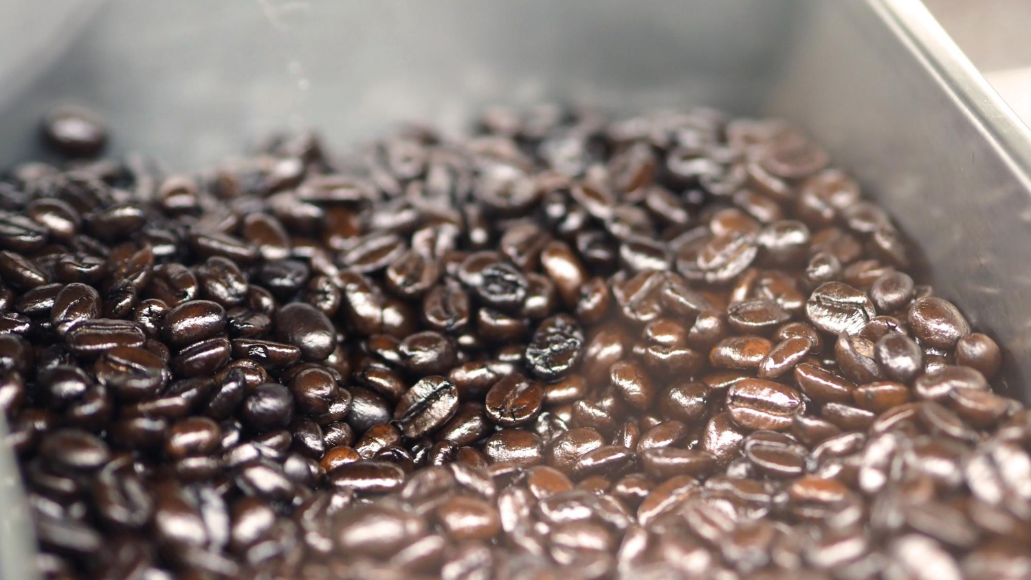 Moisture meter measuring green coffee beans