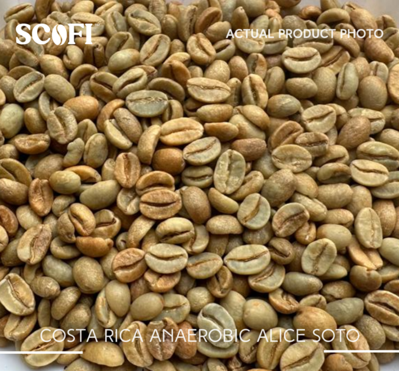 Malaysia's Best Raw Costa Rica Anaerobic Alice Soto