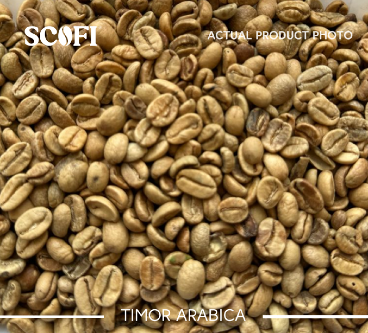 Malaysia's Best Raw Timor Arabica Coffee Beans